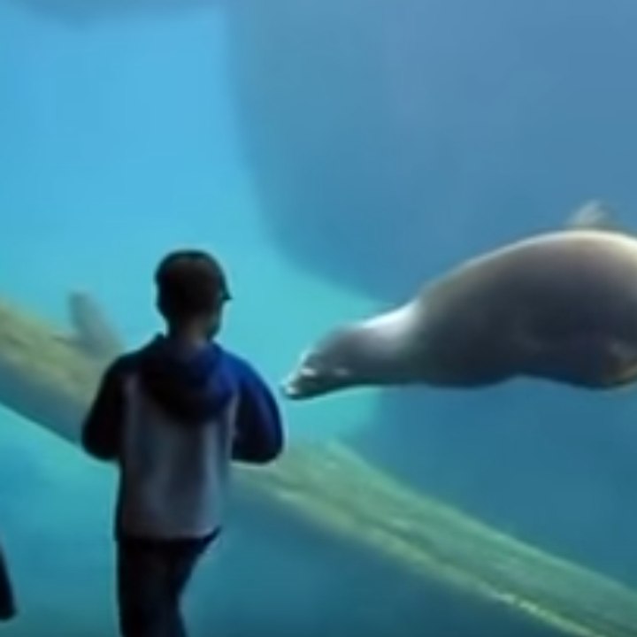 A child and a sea lion form a bond