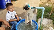 Un chien Carlin boit directement sur une fontaine en Inde