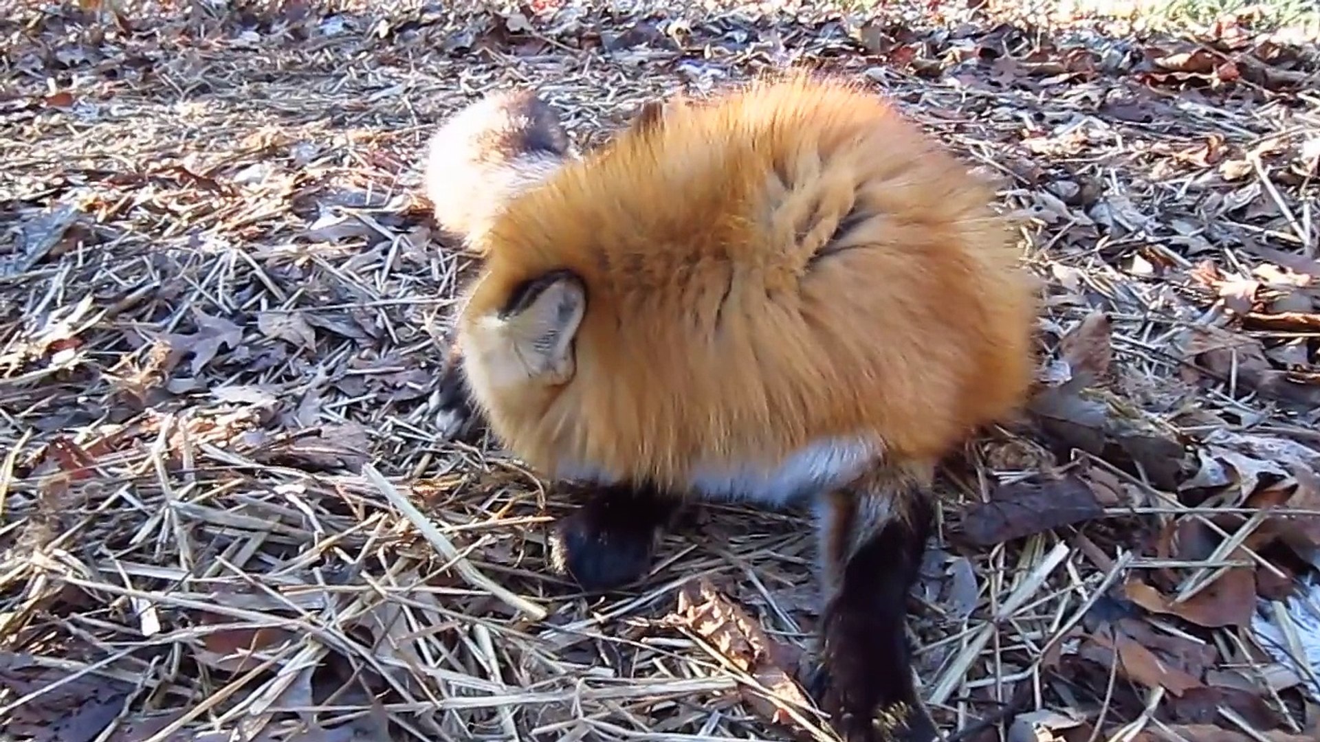 Ce Renard Est Trop Adorable J En Veux Un Video Dailymotion