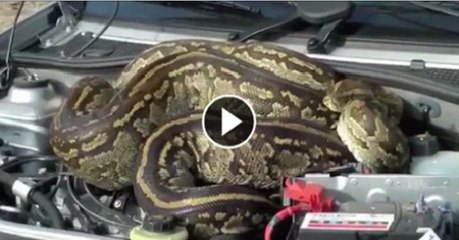 Huge Python Relaxing in Cars Bonnet Surprised the Lady