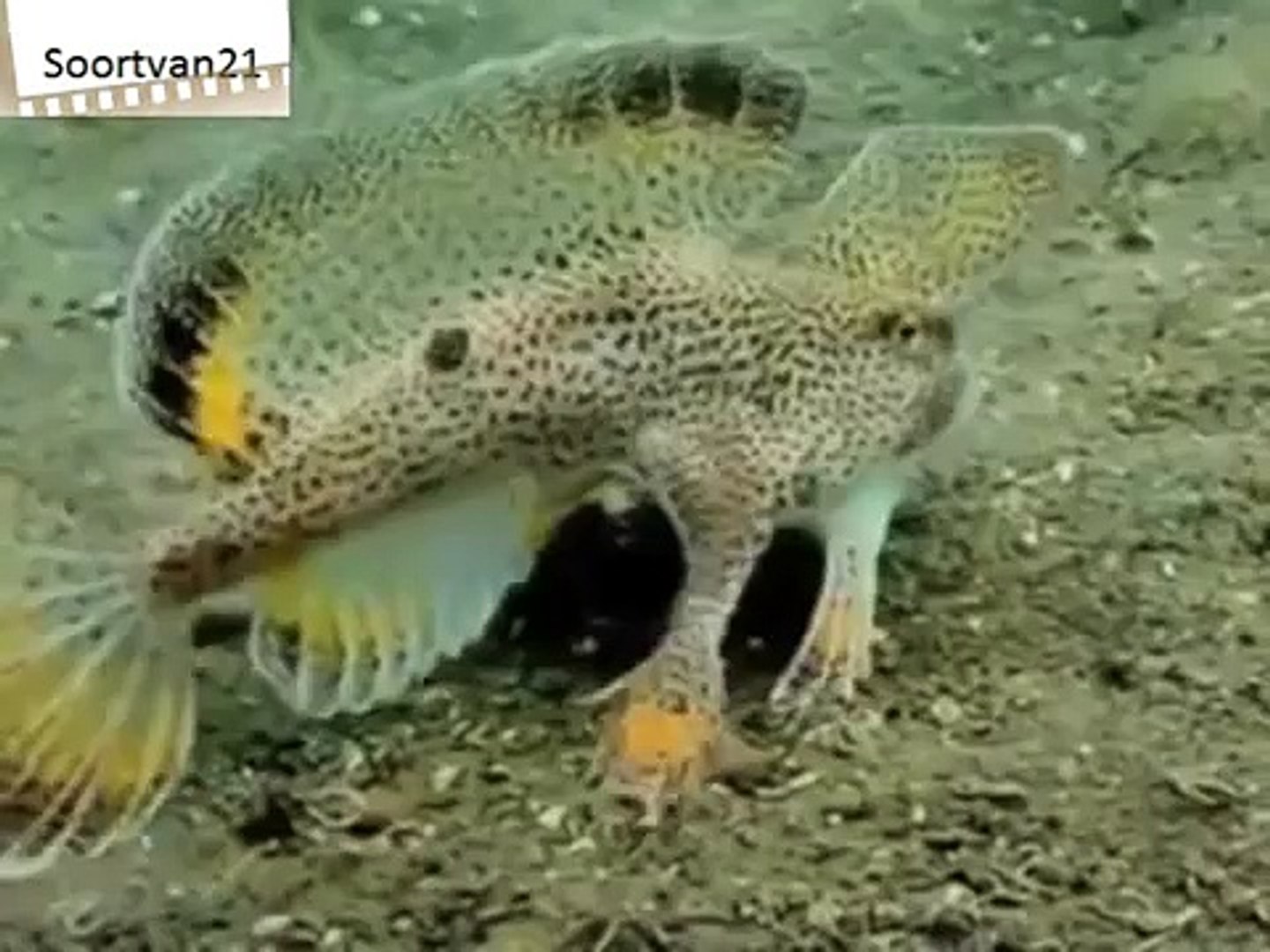fish with legs and arms