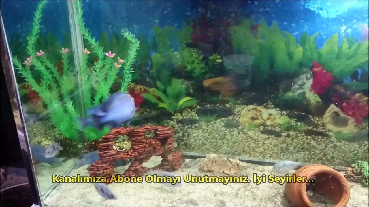 Agresif Erkek Yunus Ciklet