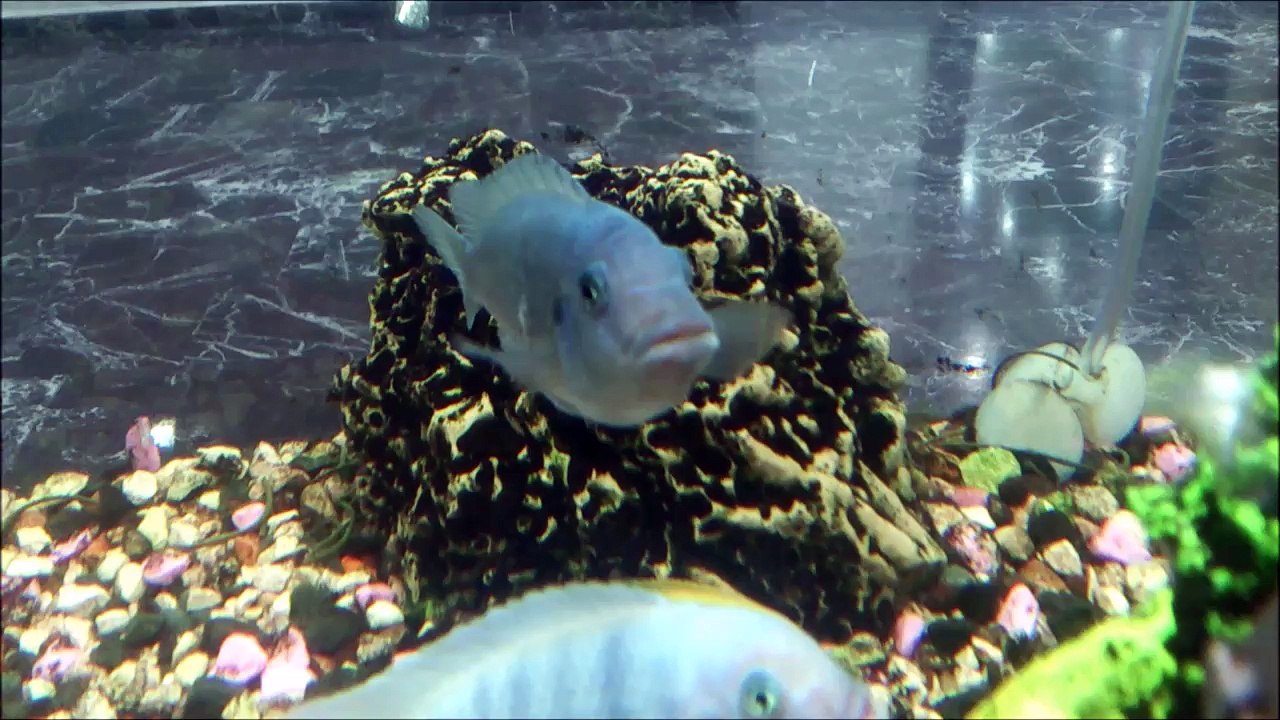 Ağzı Dolu Mavi Prenses