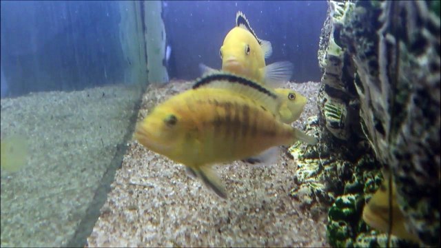 Ağzı Dolu Sarı Prenses