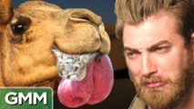 GMM - Bizarre Mating Rituals (GAME) - Good Mythical Morning - Rhett and Link