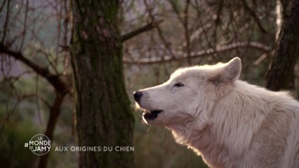 Toutes les races de chiens descendent du loup - Le monde de Jamy