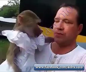 Monkey Is A Fun Key Funny Videos