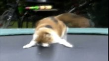 Funny Cats Around The Globe - Compilation 1