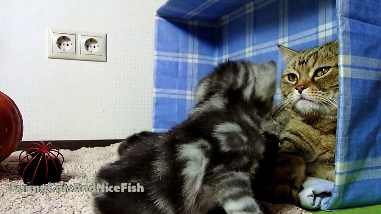 Mom Cat hugs her Cute Kitten Naomi