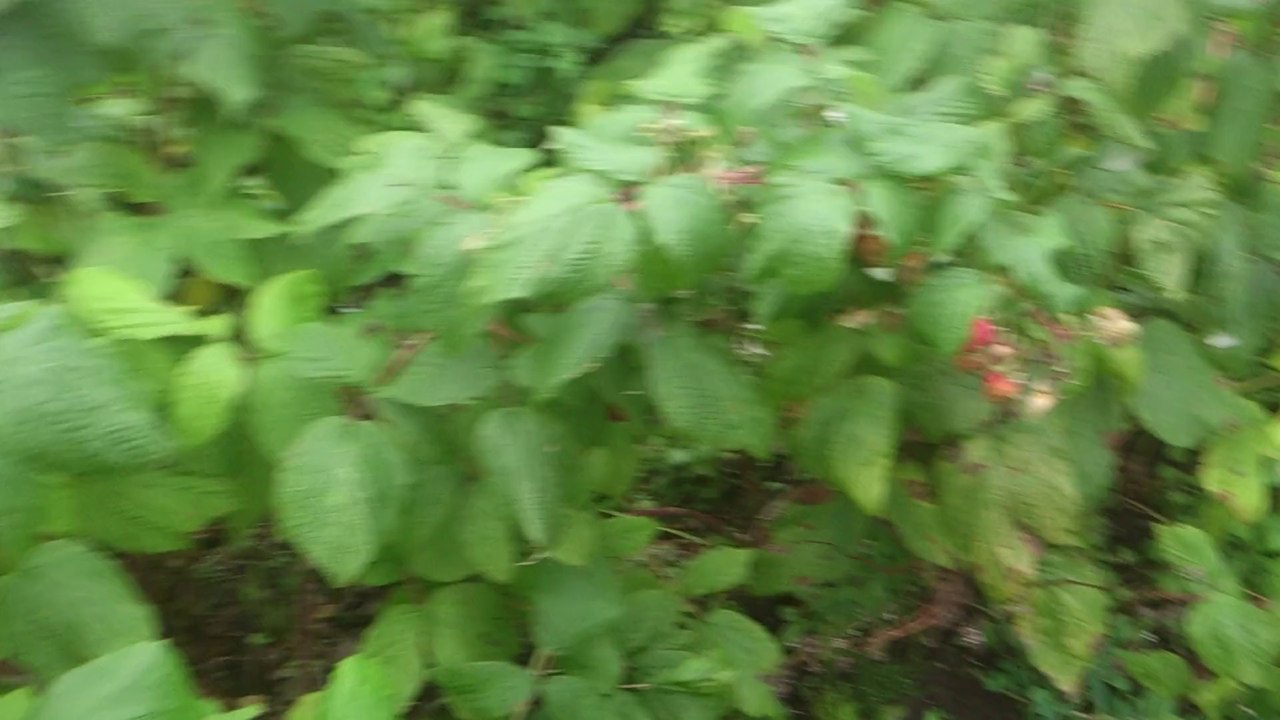 Pug Eats Rasberries