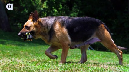 German Shepherd Facts