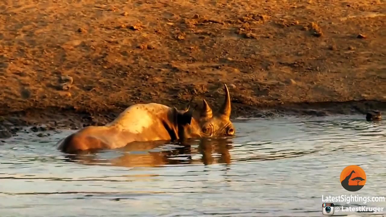 3 lions s'attaquent à un rhinocéros