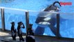 Seaworld met fin à l'élevage d'orques en captivité