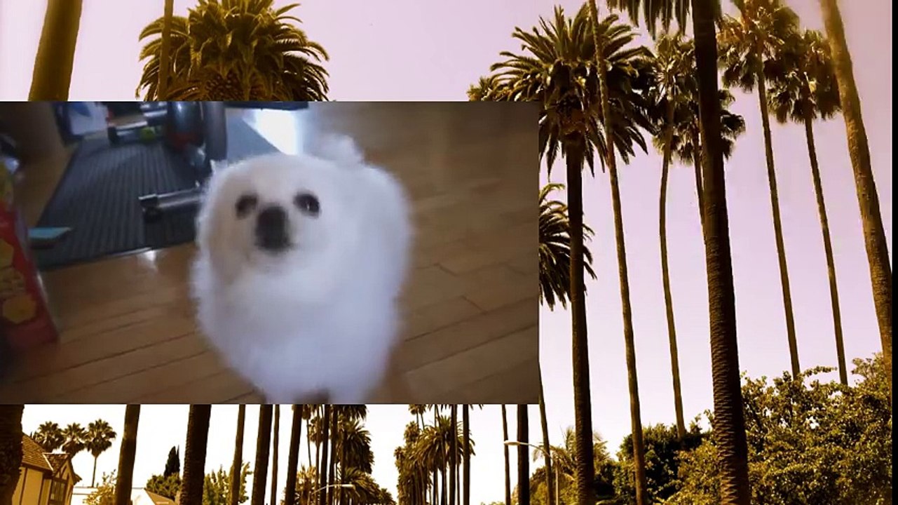 Bark To Cali (ft. Wildcat)