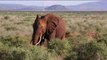 La alta velocidad en Kenia una amenaza para los elefantes