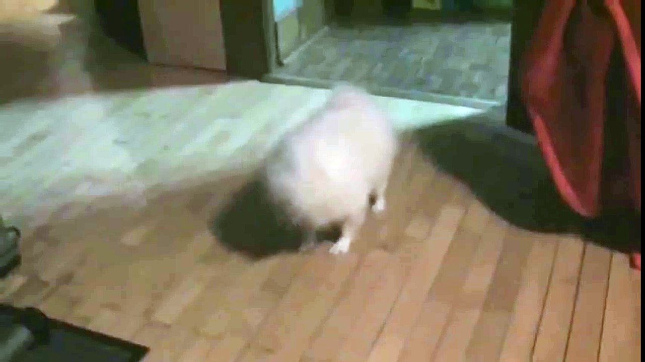 Dark Dog