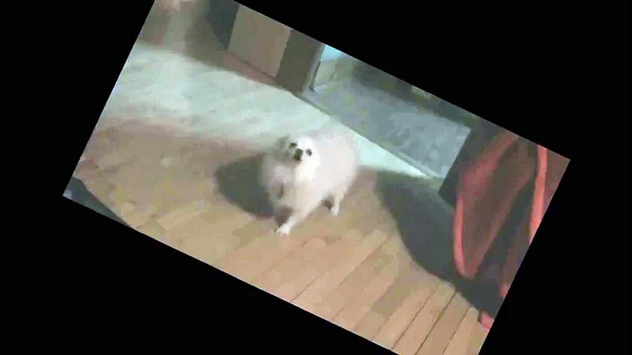 dog barks or sings the level 1 song on super mario deluxe for the gameboy color and gets uploaded