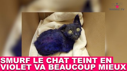 Smurf le chat teint en violet va beaucoup mieux ! Prenez de ses nouvelles dans la minute chat #162