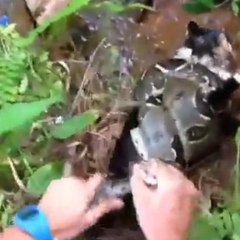 A boa is about to suffocate this cat!