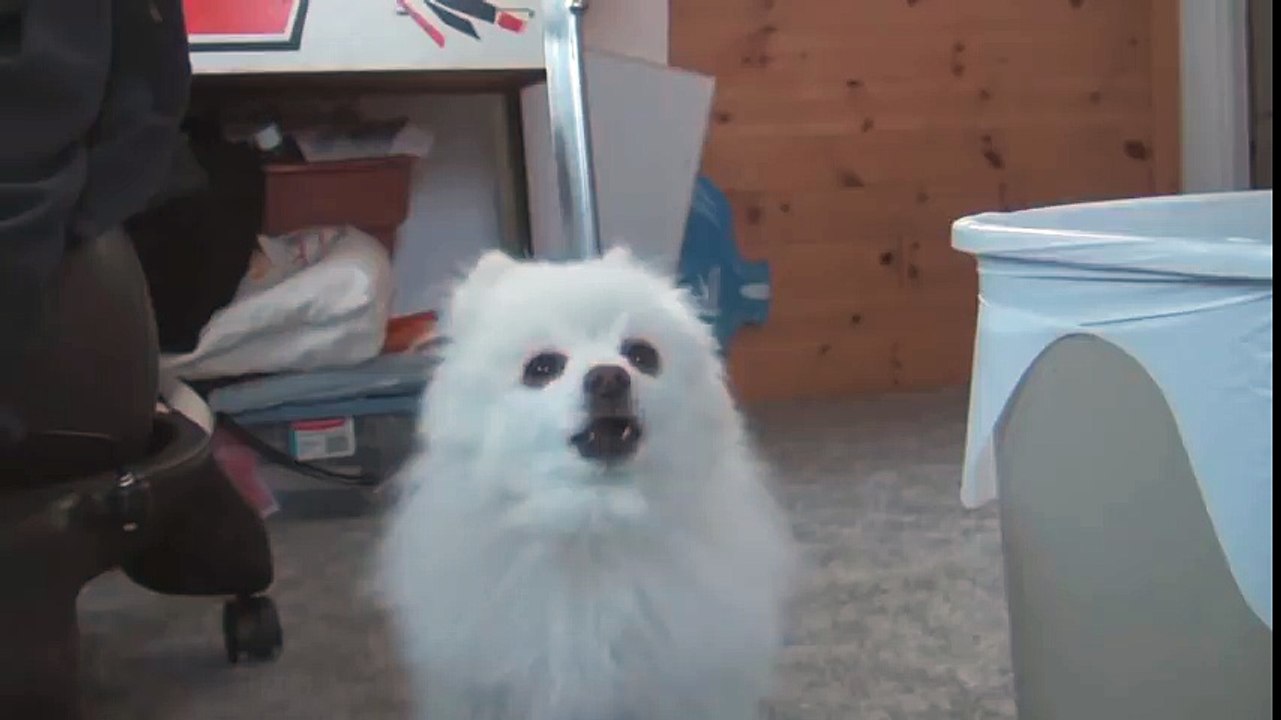 dogo's theme