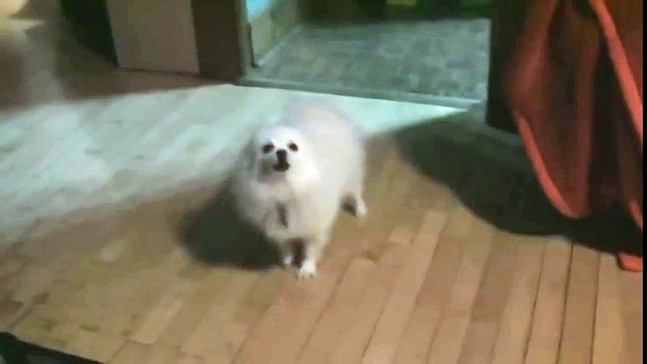 Dogsong