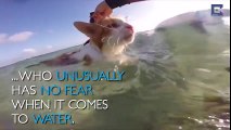 Sörfe Gönül Vermiş Engelli Kedi