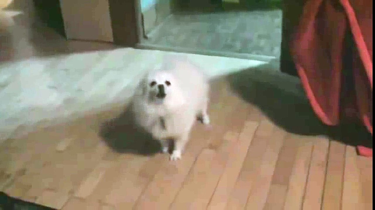 dubstep dog
