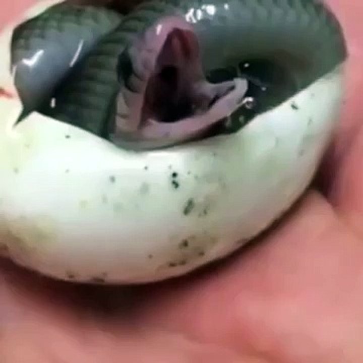 سبحان الله  شاهد ماذا يحدث للثعبان الصغير لحظة خروجه من البيضة