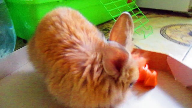 Декоративный кролик