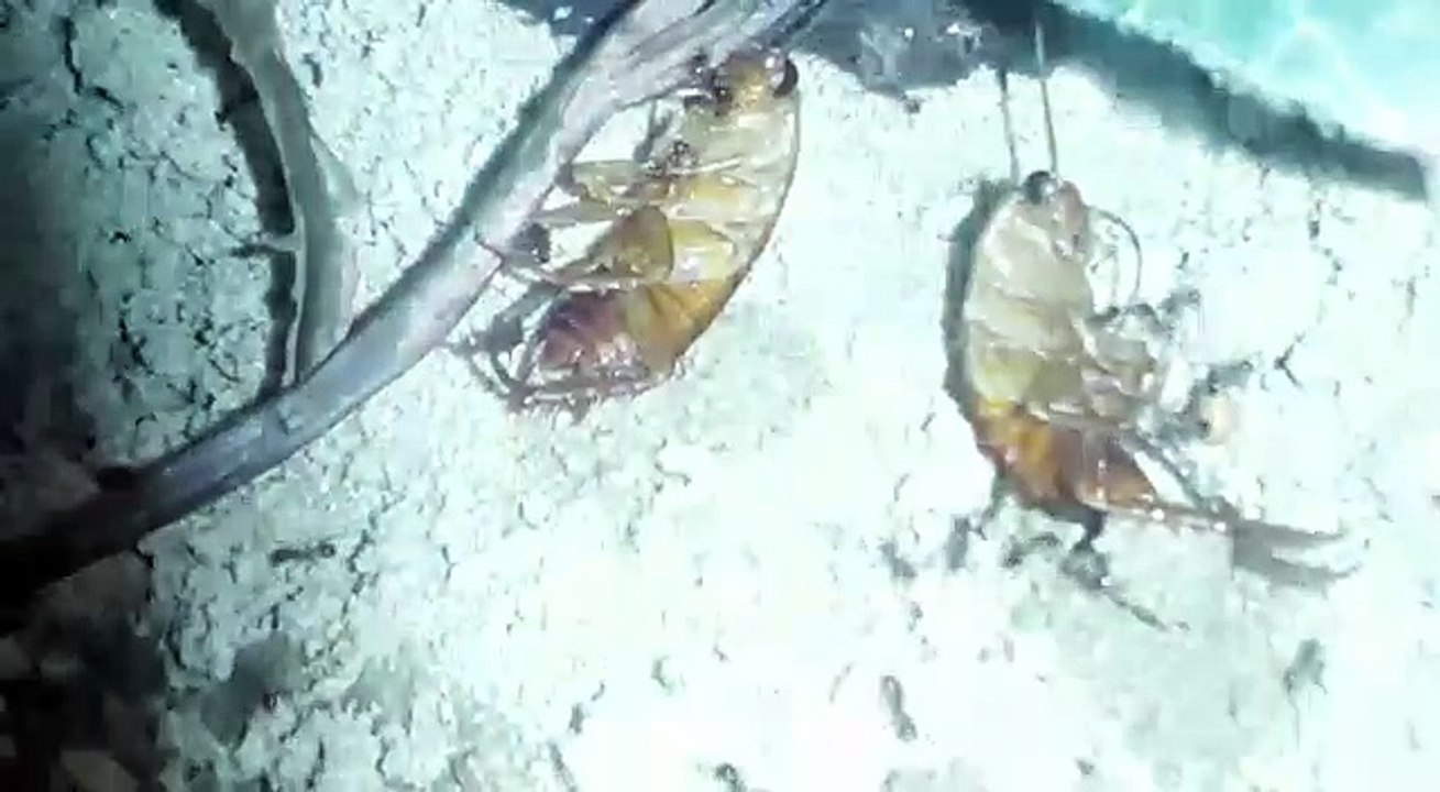 Lecker schokoschaben i