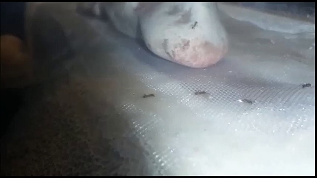 Korn