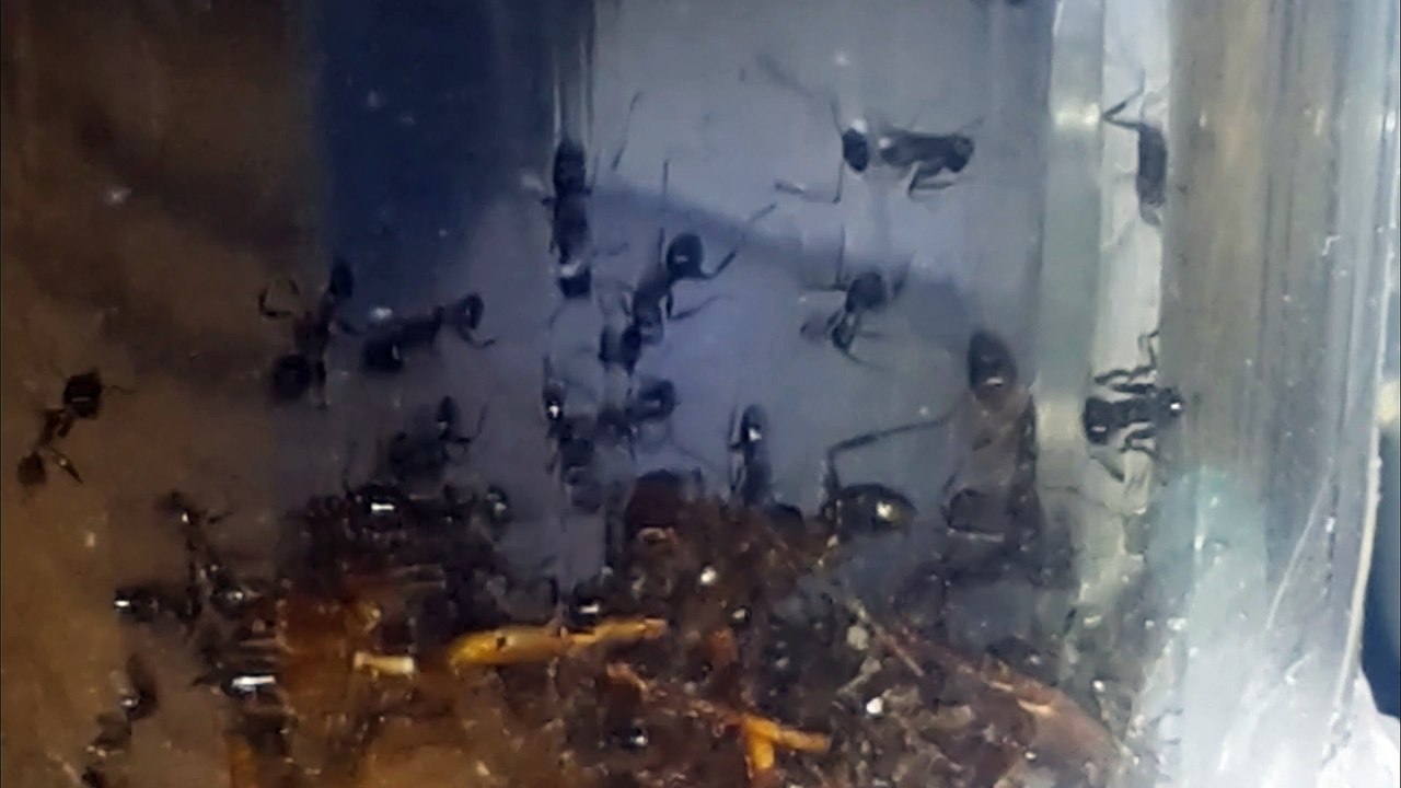 Pheidole pallidula 28.02.2016