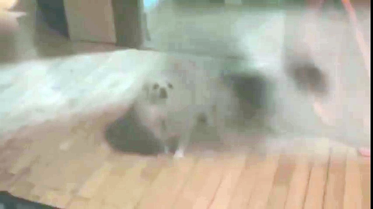 flowey the dog