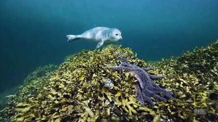 Alaskan Killer Shark