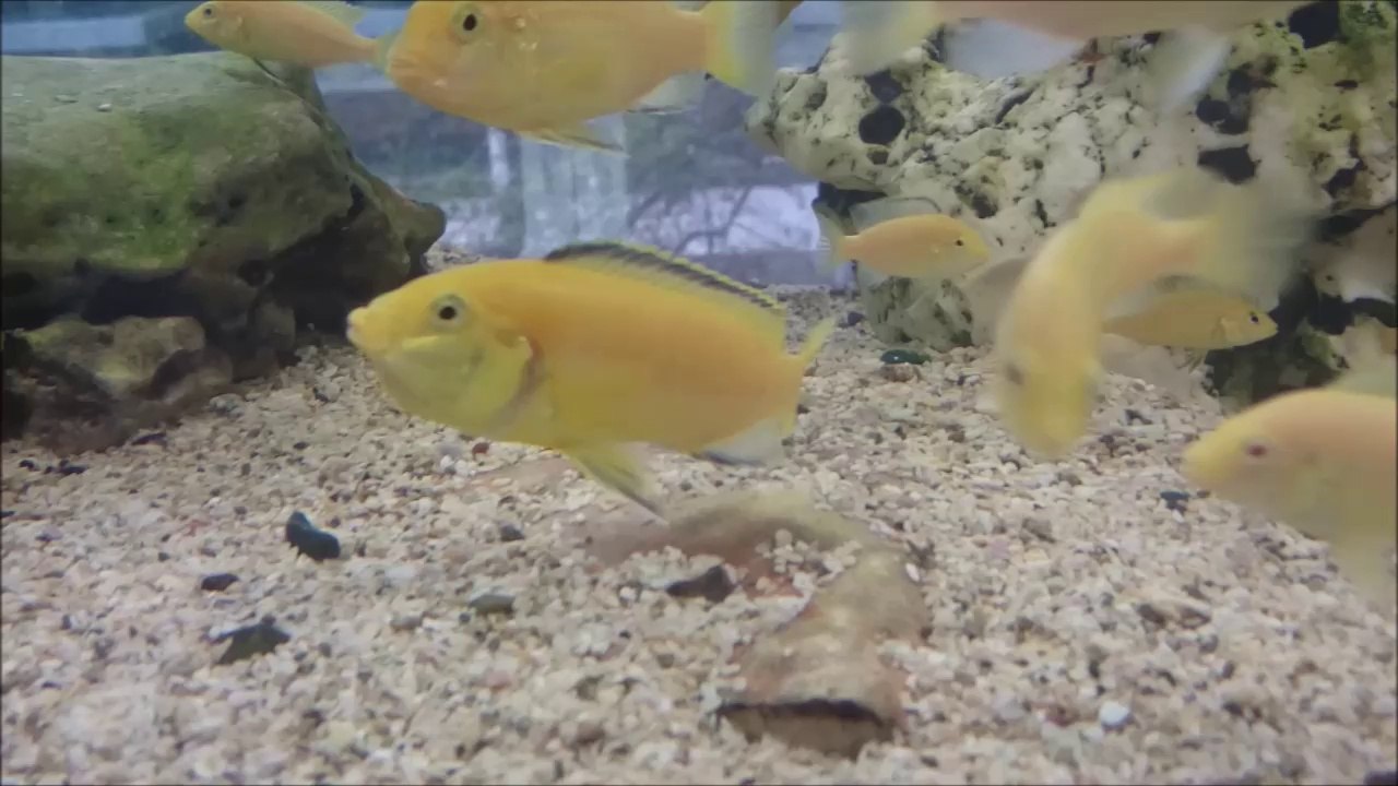 Ağzı Full Yavru Dolu Sarı Prensesimiz...