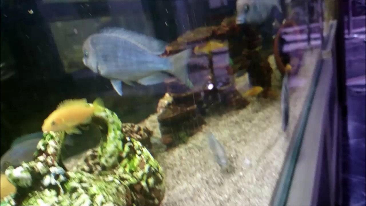 Ağzı Tıka Basa Dolu Yunus Ciklet