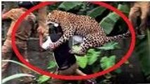 Dangerous Animals Attack Human -attaque d'animaux sauvages sur l'homme