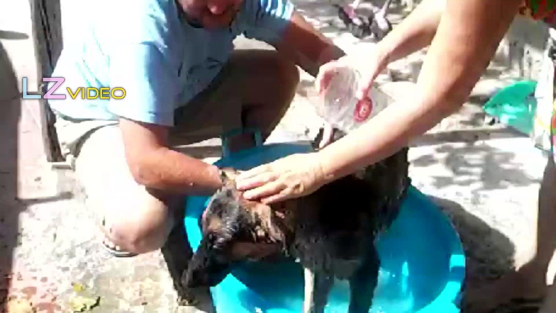 ⁣puppy bath washing puppy