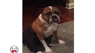 DOGGIE IN COSTUME FunnyClips 2016