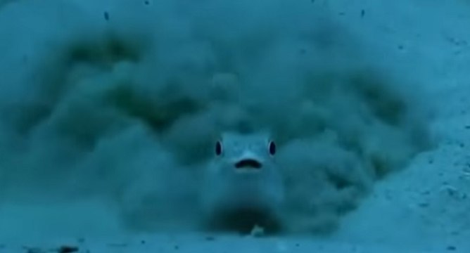 Le premier poisson à faire un burnout au monde