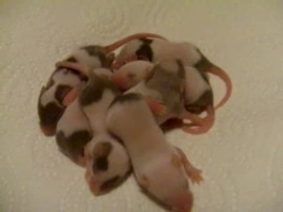 Bebe souris