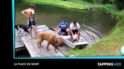 La réaction magnifique d’un babouin après un tour de magie (vidéo)