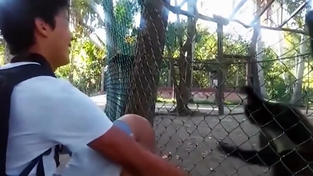 When Animals Attack - Funny Compilation - Funny Animal Attack - Animals Attacking Humans 2016