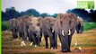 Interesting Facts About ELEPHANTS