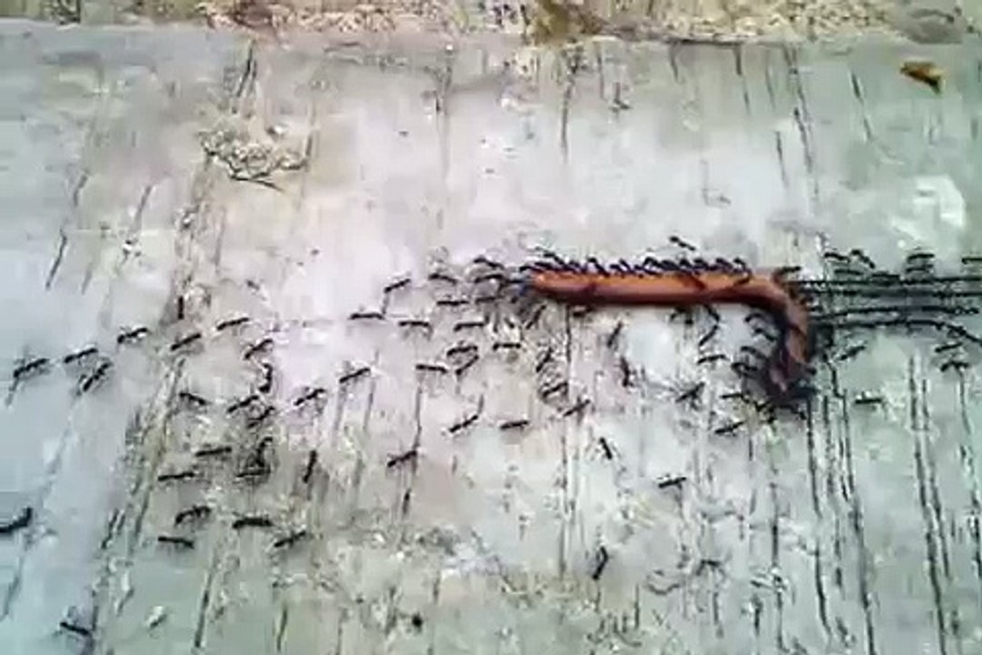 Ants vs. a millipede