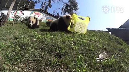 Un panda mange une caméra