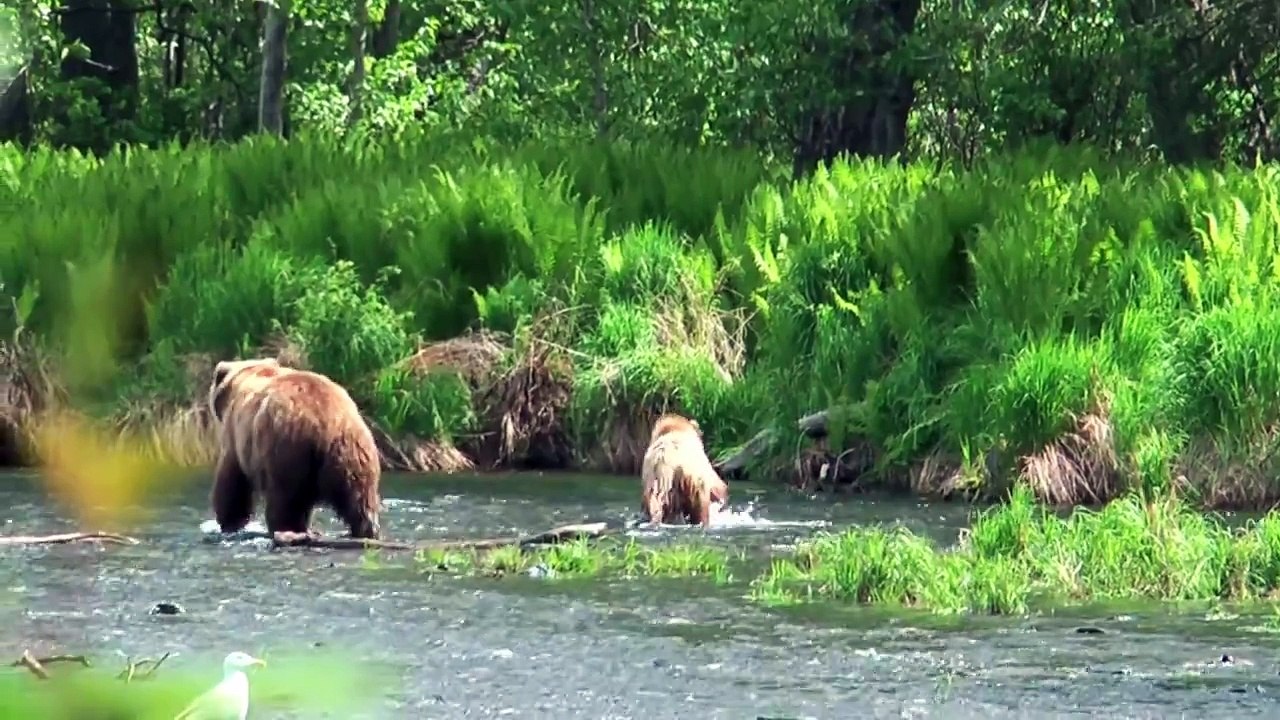 Alaska Sockeye Red Salmon Fishing Russian / Kenai River