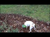 Jack Russell Entertains Himself With Ring Toys