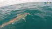Hammerhead Shark Goes Hunting