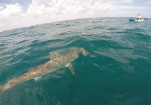 Hammerhead Shark Goes Hunting